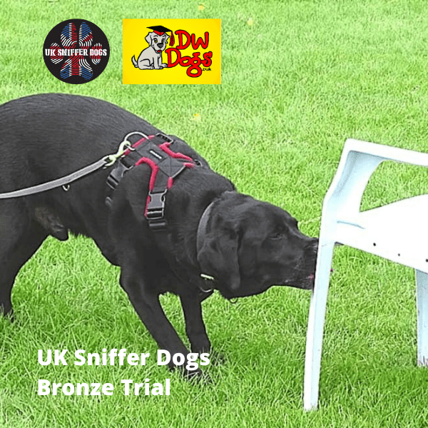 UK Sniffer Dogs Bronze Trial black Labrador Blake sniffing a chair