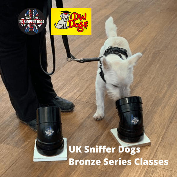 UK Sniffer Dog Bronze classes - white west highland terrier sniffing target