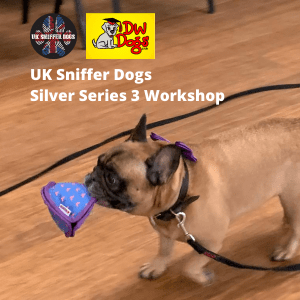 UK Sniffer Dogs Silver 3 workshop - pug retrieving beanbag