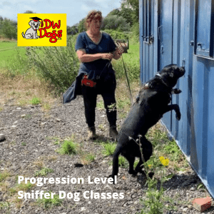 Sniffer dog classes black Labrador sniffing blue unit in Battle East Sussex
